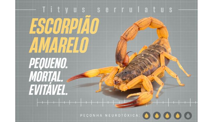  Estado lança campanha para reforçar cuidados e prevenir picadas de escorpiões